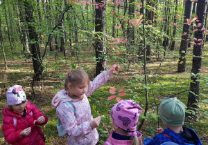 dzieci w lesie oglądają młode drzewko z kolorowymi liśćmi